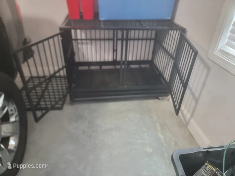 Rocko – Bernedoodle puppy for sale in Mcdonough, GA