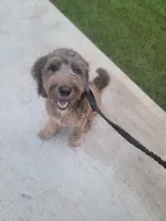 Rocko, a male Bernedoodle for sale in Mcdonough, GA – 4 of 5