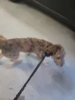 Rocko, a male Bernedoodle for sale in Mcdonough, GA – 5 of 5