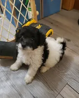 Brownie, a male Poodle - Miniature  for sale in Cave City, KY – 3 of 5