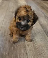 Brownie, a male Poodle - Miniature  for sale in Cave City, KY – 1 of 5