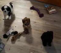 Brownie, a male Poodle - Miniature  for sale in Cave City, KY – 5 of 5