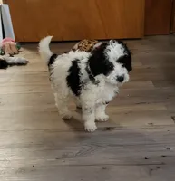 Brownie, a male Poodle - Miniature  for sale in Cave City, KY – 2 of 5