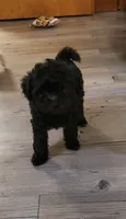 Brownie, a male Poodle - Miniature  for sale in Cave City, KY – 4 of 5