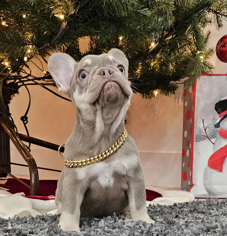 Harvest, a female French Bulldog for sale in West Palm Beach, FL – Photo 1 of 7