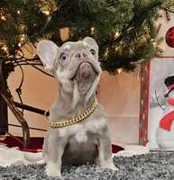 Harvest, a female French Bulldog for sale in West Palm Beach, FL – Photo 1 of 7