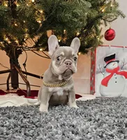Harvest, a female French Bulldog for sale in West Palm Beach, FL – Photo 3 of 7