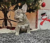 Harvest, a female French Bulldog for sale in West Palm Beach, FL – Photo 5 of 7