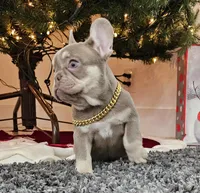 Harvest, a female French Bulldog for sale in West Palm Beach, FL – Photo 7 of 7