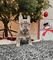 Harvest, a female French Bulldog for sale in West Palm Beach, FL – Photo 2 of 7