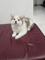 Ruby, a female Alaskan Klee Kai and Pomsky for sale in West Palm Beach, FL – 2 of 9