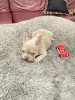 Toby, a male French Bulldog for sale in West Palm Beach, FL – 5 of 6