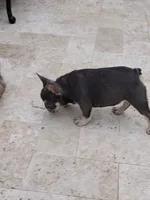 Glory, a female French Bulldog for sale in West Palm Beach, FL – Photo 2 of 6