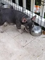 Glory, a female French Bulldog for sale in West Palm Beach, FL – Photo 3 of 6