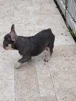 Glory, a female French Bulldog for sale in West Palm Beach, FL – Photo 5 of 6