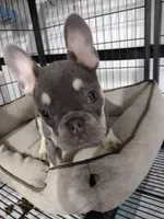 Glory, a female French Bulldog for sale in West Palm Beach, FL – Photo 1 of 6