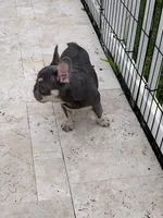 Glory, a female French Bulldog for sale in West Palm Beach, FL – Photo 6 of 6