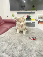 Sam, a male Alaskan Klee Kai and Pomsky for sale in West Palm Beach, FL – 3 of 4