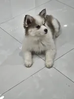 Ruby, a female Alaskan Klee Kai and Pomsky for sale in West Palm Beach, FL – 9 of 9