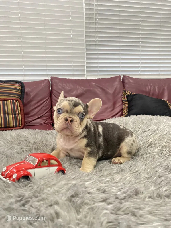Tito – French Bulldog puppy for sale in West Palm Beach, FL