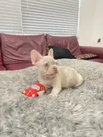 Toby, a male French Bulldog for sale in West Palm Beach, FL – 3 of 6