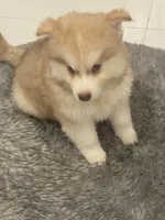 Tommy, a male Alaskan Klee Kai and Pomsky for sale in West Palm Beach, FL – 3 of 3