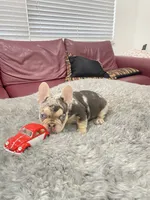 Tito, a male French Bulldog for sale in West Palm Beach, FL – 2 of 5