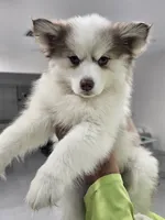 Ruby, a female Alaskan Klee Kai and Pomsky for sale in West Palm Beach, FL – 8 of 9