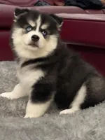 Jameson, a male Pomsky for sale in West Palm Beach, FL – Photo 5 of 7