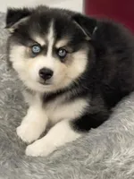 Jameson, a male Pomsky for sale in West Palm Beach, FL – Photo 7 of 7