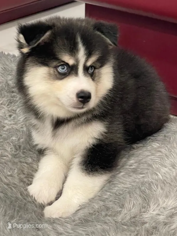 Jameson – Pomsky puppy for sale in West Palm Beach, FL
