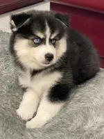 Jameson, a male Pomsky for sale in West Palm Beach, FL – Photo 1 of 7