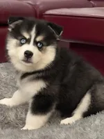 Jameson, a male Pomsky for sale in West Palm Beach, FL – Photo 2 of 7