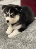 Jameson, a male Pomsky for sale in West Palm Beach, FL – Photo 4 of 7