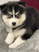 Jameson, a male Pomsky for sale in West Palm Beach, FL – Photo 6 of 7