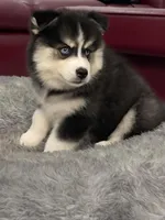 Jameson, a male Pomsky for sale in West Palm Beach, FL – Photo 3 of 7