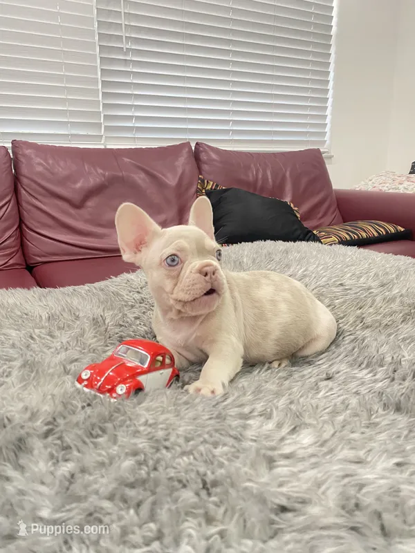 Toby – French Bulldog puppy for sale in West Palm Beach, FL