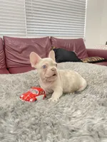 Toby, a male French Bulldog for sale in West Palm Beach, FL – 1 of 6