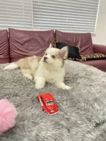 Ruby, a female Alaskan Klee Kai and Pomsky for sale in West Palm Beach, FL – 2 of 2