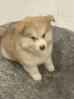 Tommy, a male Alaskan Klee Kai and Pomsky for sale in West Palm Beach, FL – 2 of 3
