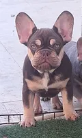 Rudy, a male French Bulldog for sale in West Palm Beach, FL – Photo 1 of 4