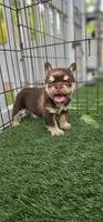 Milo, a male French Bulldog for sale in West Palm Beach, FL – Photo 1 of 4