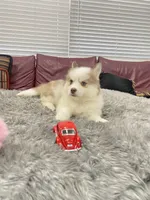 Ruby, a female Alaskan Klee Kai and Pomsky for sale in West Palm Beach, FL – 1 of 2