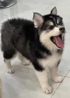 Teddy, a male Pomsky for sale in West Palm Beach, FL – Photo 3 of 3