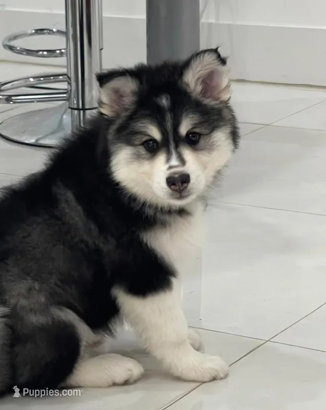 Teddy – Pomsky puppy for sale in West Palm Beach, FL