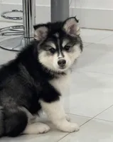 Teddy, a male Pomsky for sale in West Palm Beach, FL – Photo 1 of 3