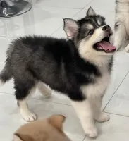 Teddy, a male Pomsky for sale in West Palm Beach, FL – Photo 2 of 3