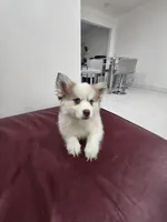 Ruby, a female Alaskan Klee Kai and Pomsky for sale in West Palm Beach, FL – 3 of 9