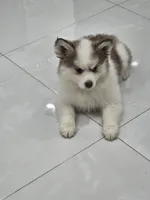 Ruby, a female Alaskan Klee Kai and Pomsky for sale in West Palm Beach, FL – 7 of 9