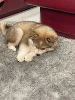 Leo, a male Pomsky for sale in West Palm Beach, FL – Photo 2 of 4